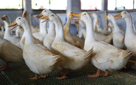 Duck in Tagalog.